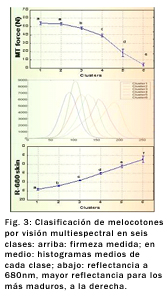 Melocotones